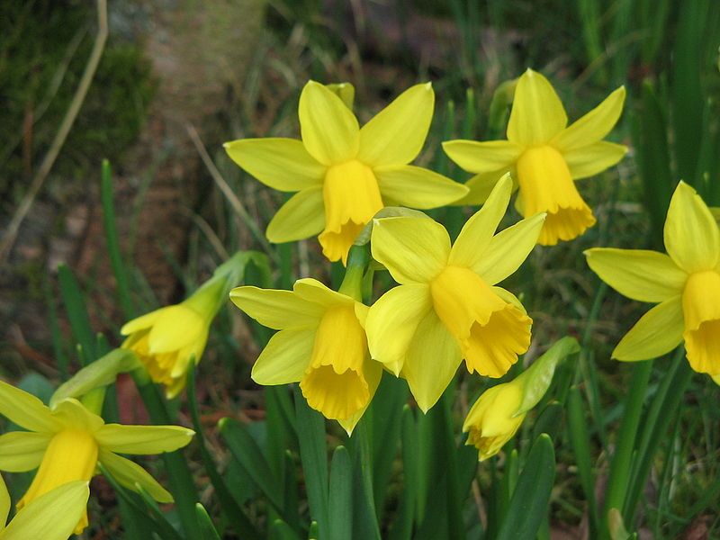 File:Narcissus Tête-à-Tête closeup.jpg