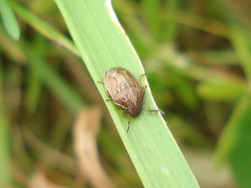 File:Neottiglossa pusilla 01.JPG