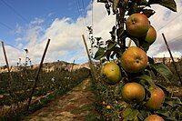 A variety called the "Johnny Appleseed" is similar to these Albemarle Pippins, good for baking and apple sauce.