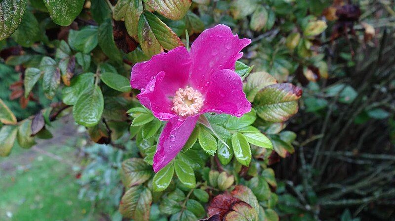 File:Nootka Rose.JPG