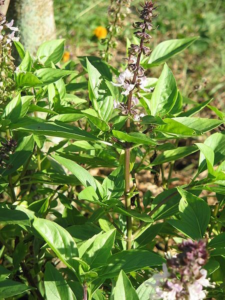 File:Ocimum tenuiflorumRHu1.JPG