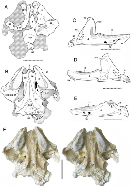 File:Oenosaurus.png