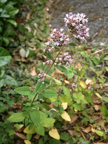 File:Origanum vulgare RHu.JPG