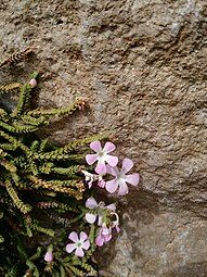 Multiple branches, leaves and flowers