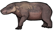 Paenanthracotherium bergeri