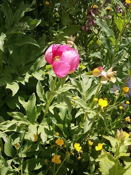 File:Paeonia arietina 02.jpg