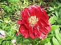 Paeonia lactiflora cv. red