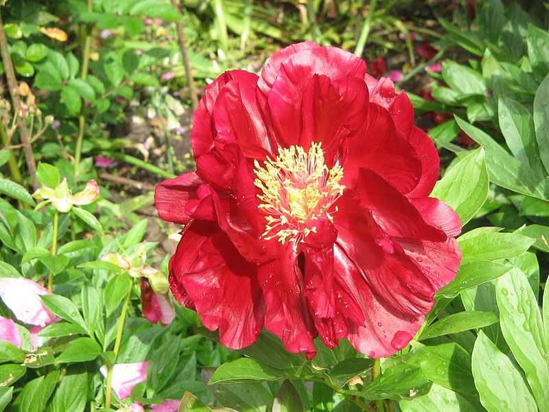 File:Paeonia lactiflora02.jpg