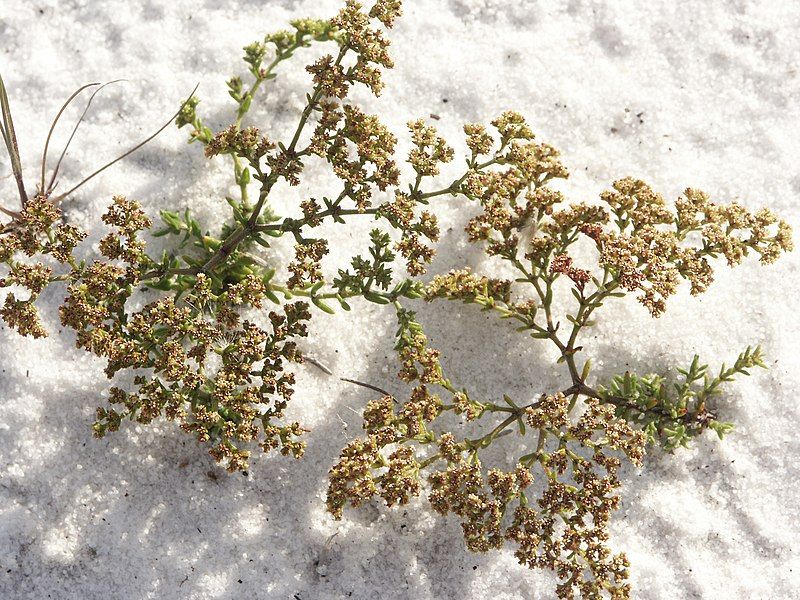 File:Paronychia chartacea.jpg