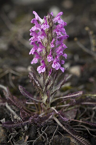 File:Pedicularis lanata (7833501956).jpg