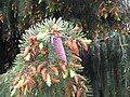 Picea breweriana young female cone