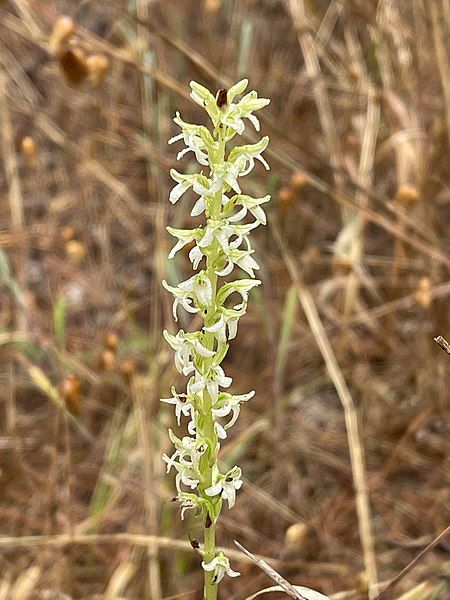 File:Platanthera yadonii 146515368.jpg