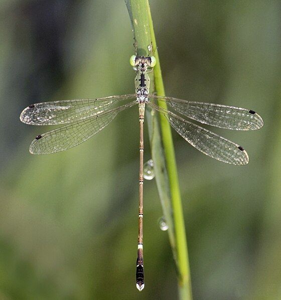 File:Platylestes kirani male.jpg