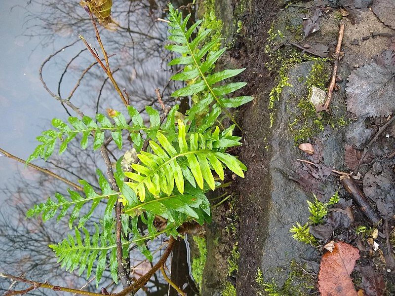 File:Polypodium interjectum 172067055.jpg