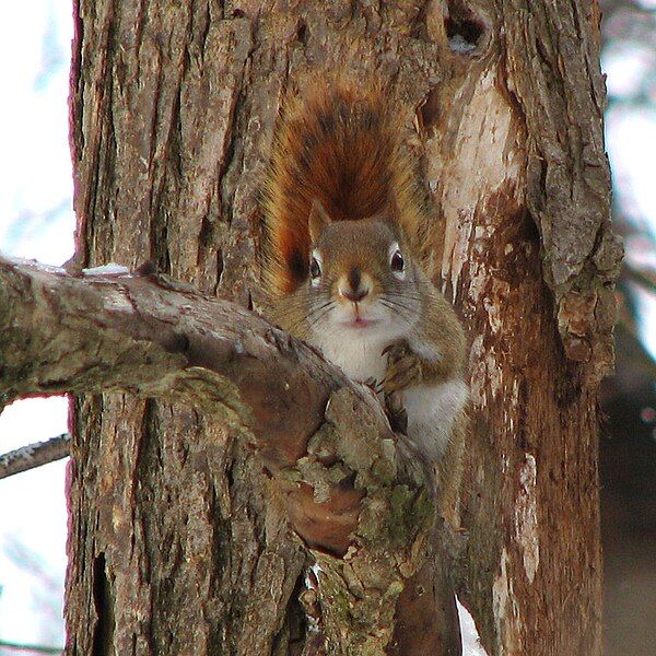 File:Red squirrel.jpg