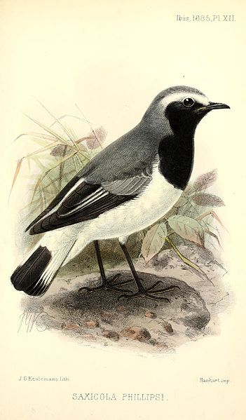 File:SaxicolaPhillipsiKeulemans.jpg