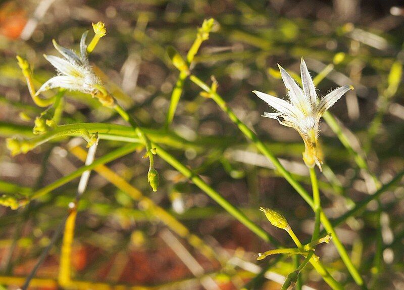 File:Scaevola depauperata flowers.jpg