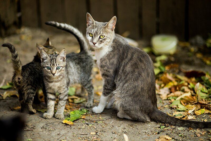 File:Selective-focus-photo-of-silver-tabby-cat-and-kittens-1416792.jpg