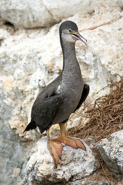 File:Spotted Shag.jpg