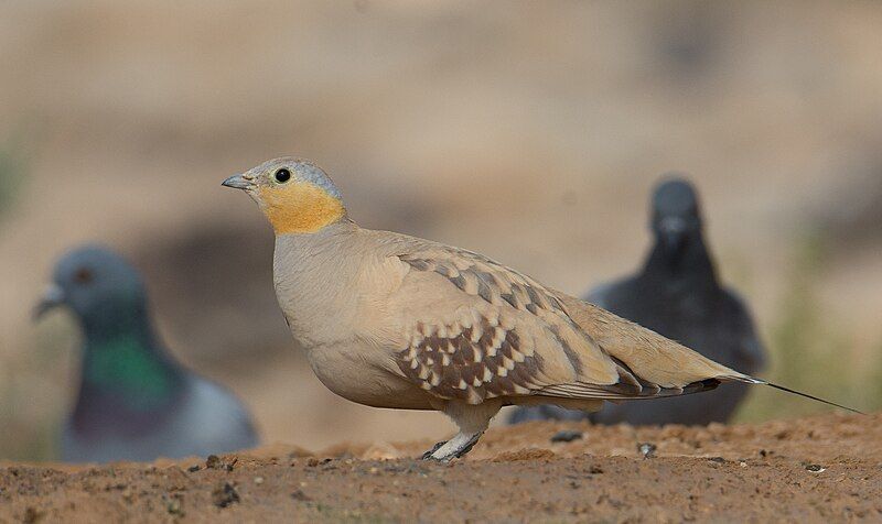 File:Spotted sandgrouse (cropped).jpg