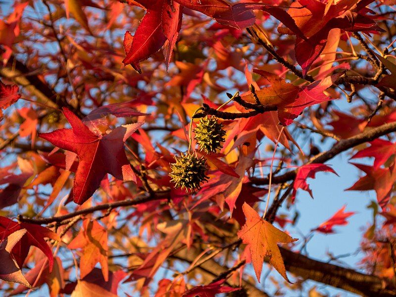 File:Sweetgum in autumn.JPG