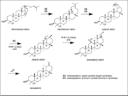 Taraxasterol synthesis