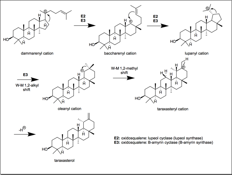 File:Taraxasterol synthesis.png