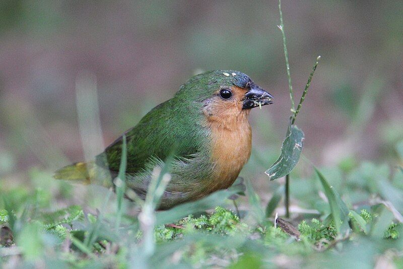 File:Tawny-breasted Parrotfinch.JPG