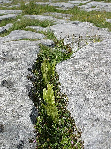 File:The Burren (2002).jpg