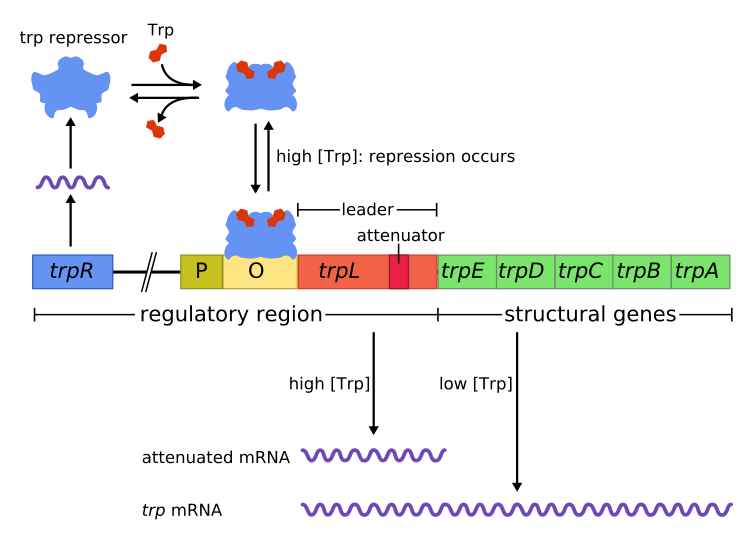 File:Trpoperon.svg