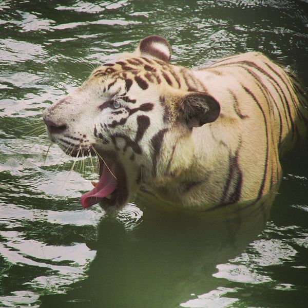 File:White Tiger.jpg