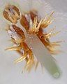 The forked anthers in a dissected flower