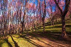 Phu Lom Lo, part of Phu Hin Rong Kla National Park, the largest wild Himalayan cherry site in Thailand.