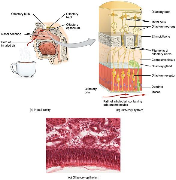 File:1403 Olfaction.jpg