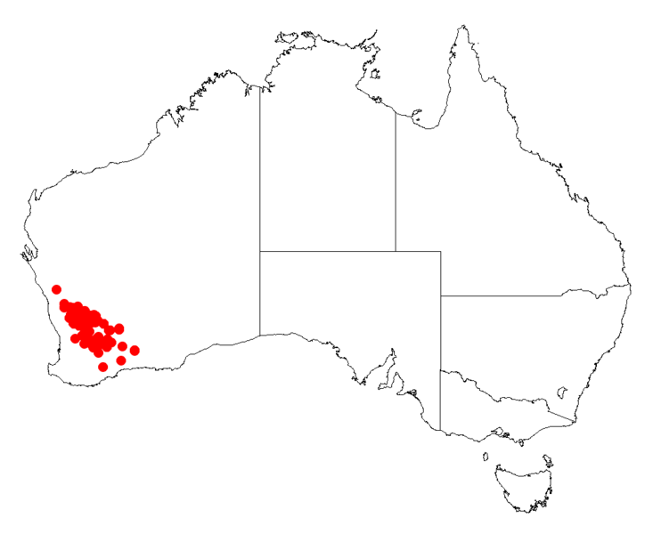 File:Acacia mackeyanaDistMap567.png