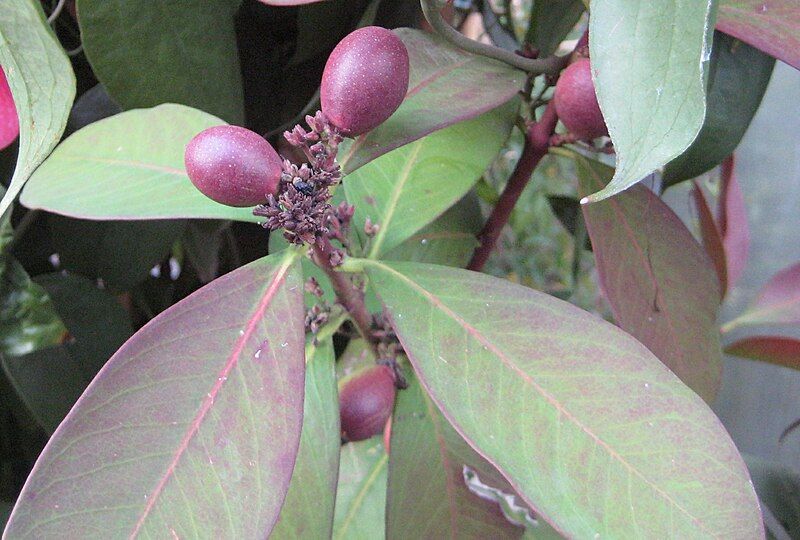 File:Acokanthera oblongifolia 03.jpg