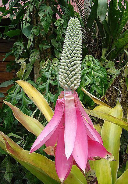 File:Aechmea mariae-reginae (9277319070).jpg