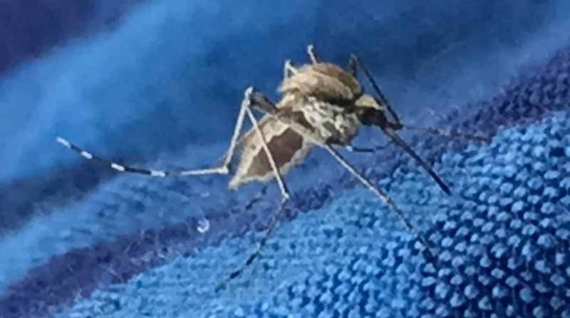 File:Aedes nigromaculis.png