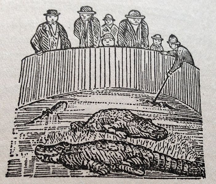 File:Alligators 1880-09-13.jpg