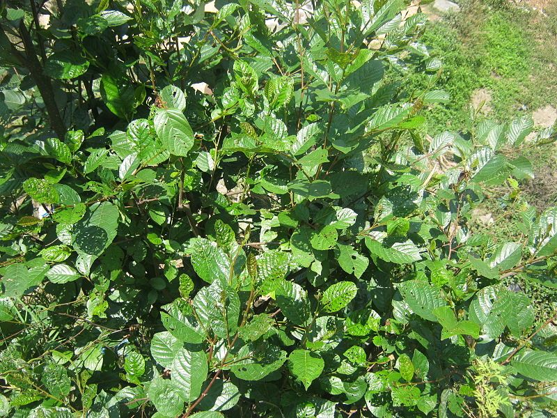 File:Alnus nepalensis.JPG