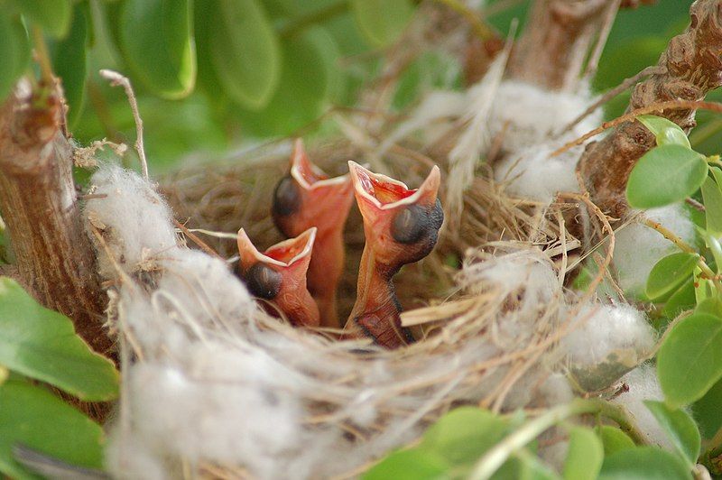 File:Altricial chicks.jpg