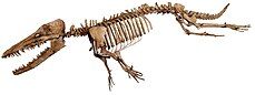 Reconstructed skeleton