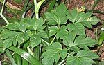 Angelica keiskei leaves in cultivation