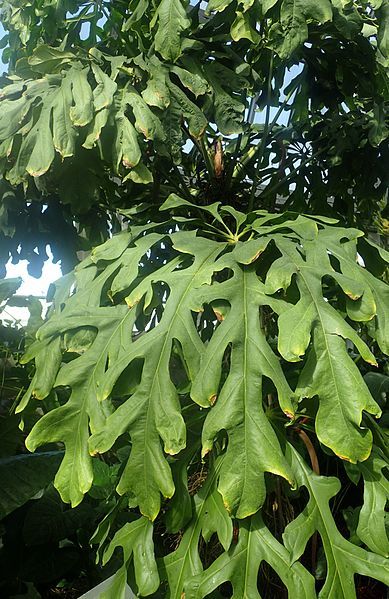 File:Anthurium clavigerum kz2.jpg