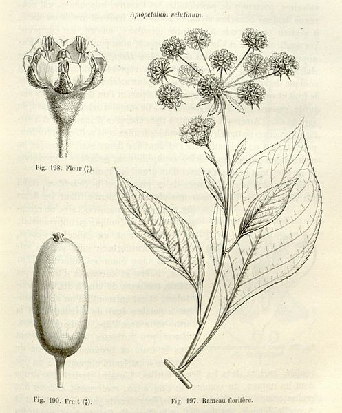 File:Apiopetalum velutinum.jpg