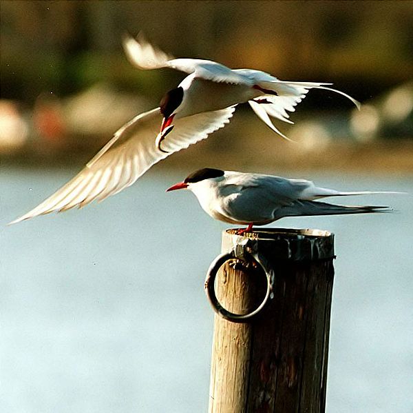 File:Arctic terns.jpg