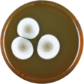 Aspergillus heyangensis growing on MEAOX plate