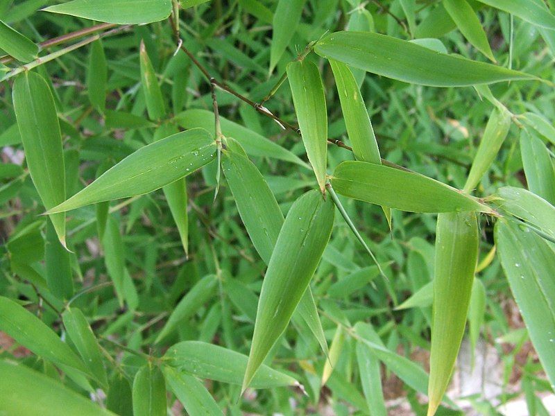 File:Bamboo leaves.jpg