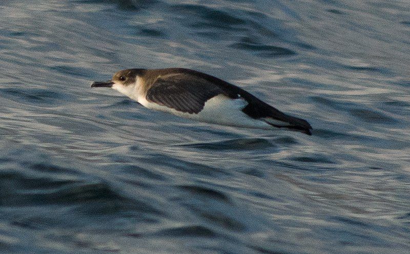 File:Barolo Shearwater.jpg