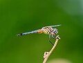 Image 7Immature male blue dasher